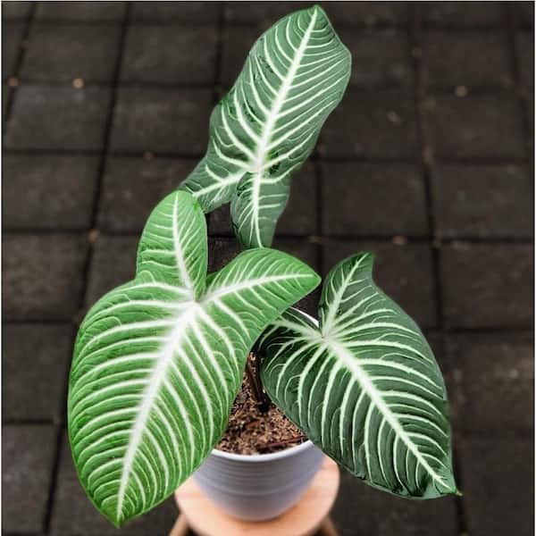 Caladium Lindenii-Angel's Wings-4 Live Starter Plants in 2 in. Pots-Xanthosoma Lindenii-Beautiful Foliage