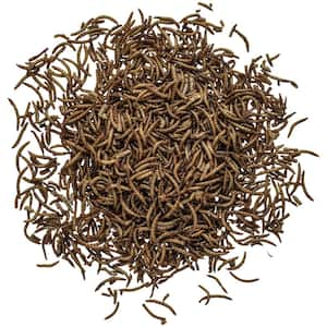 Mealworm Wild Bird Food