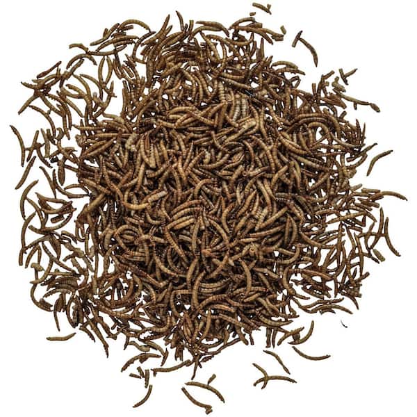 BIRDS choice Mealworm Wild Bird Food