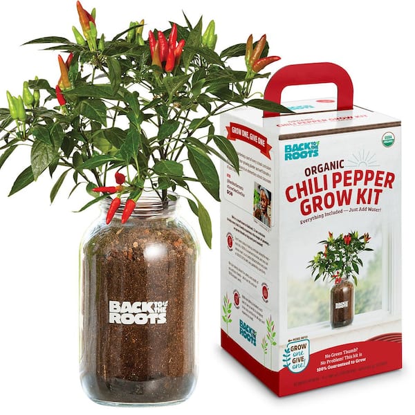 Back to the Roots Windowsill Organic Chili Pepper Grow Kit