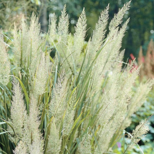 Spring Hill Nurseries 2 in. Pot Diamond Grass (Calamagrostis), Live Potted Perennial Plant (1-Pack)