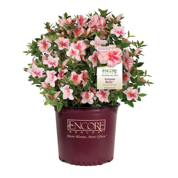 Brighter Blooms 3 Gal. Autumn Belle Encore Azalea Shrub