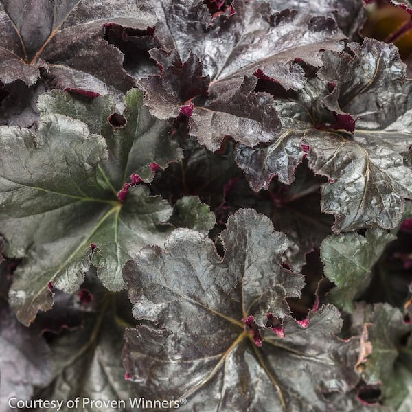 PROVEN WINNERS 1 Gal. Black Pearl Coral Bells (Heuchera) Live Plant Shiny Black Leaves and White Flowers