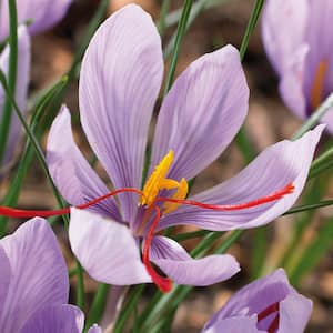 Crocus Bulbs Saffron Crocus (Set of 15)