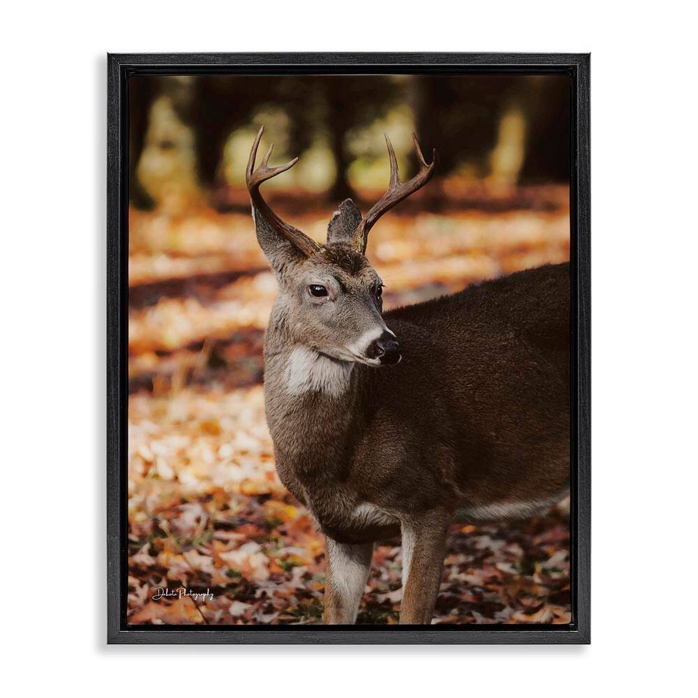 Deer in Fall Foliage by Dakota Diener Black Floater Frame Graphic Animal Art Print 21 in. x 17 in. price history on PriceWatchPro