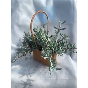 9 in. Oscularia Pedunculata Succulent, With Purple Flowers