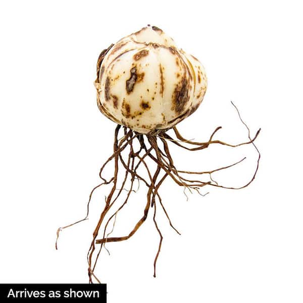 Breck's Forever Susan Asiatic Lily Bulbs, Orange Colored Flowers (3-Pack) 64379