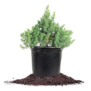 1 Gal. Blue Pacific Juniper Shrub in Grower's Pot, Highly Pest Resistant Ground Cover