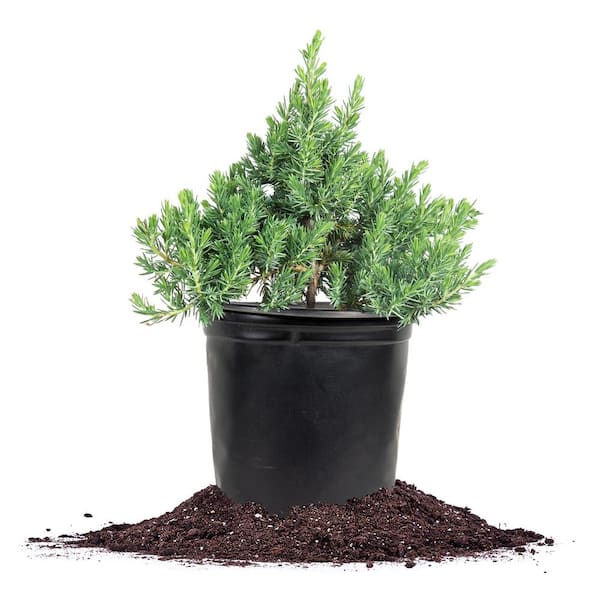 Perfect Plants 1 Gal. Blue Pacific Juniper Shrub in Grower's Pot, Highly Pest Resistant Ground Cover