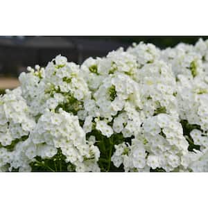 1 Gal., 'Backlight' (Phlox) Live Plant, White Flowers