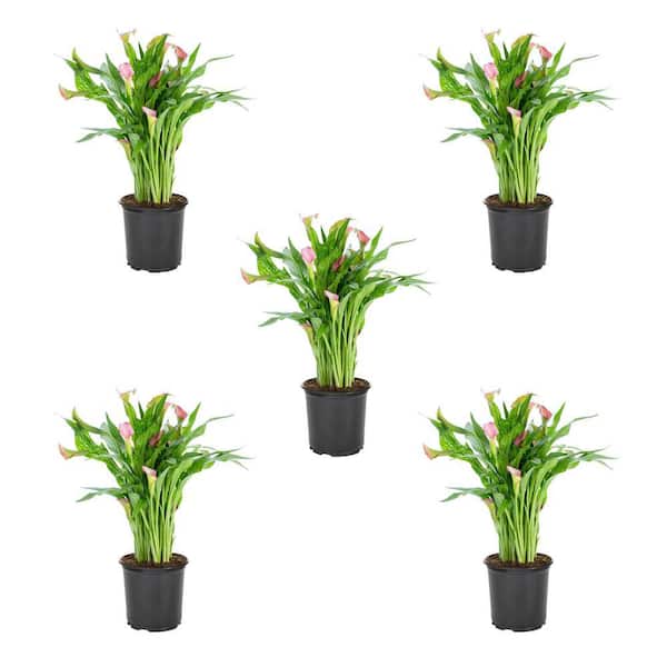 METROLINA GREENHOUSES 1.5 Pt. Pink Calla Lily Perennial Plant (5-Pack)