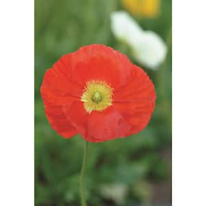 1 Gal. Assorted Color Poppies Papaver Perennial Plant