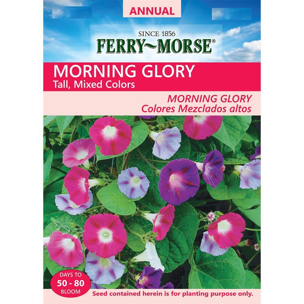 【SJ18762】SEED / Shiny Day Ferry-Morse Morning Glory Tall Mixed Colors Flower Seed 6086 - The