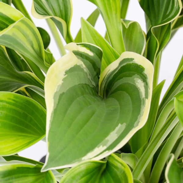 2 Qt. Green Variegated Wide Brim Hosta Perennial Plant (3-Pack)