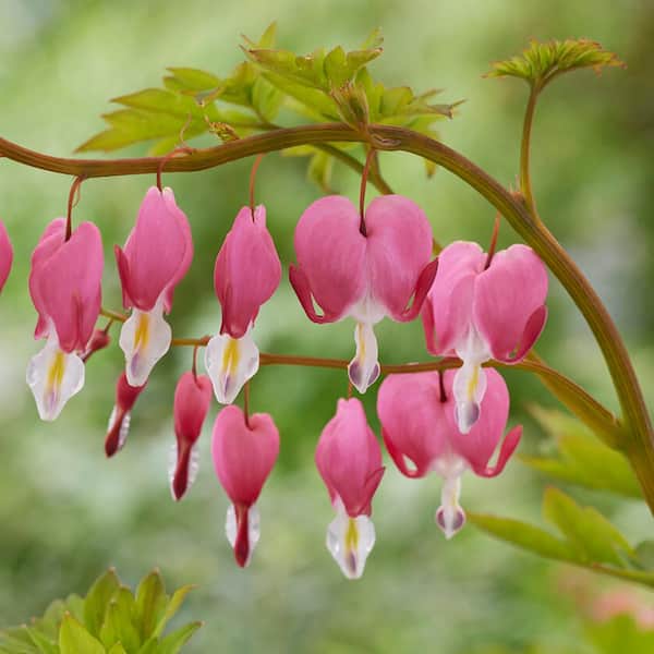 Garden State Bulb 2/3 Eyes, Bleeding Heart Dicentra Spectabilis Flower Bulbs, Bare Roots (Bag of 12)