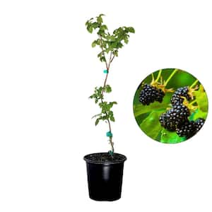 #2 Container Triple Crown Blackberry Vine Shrub Plant