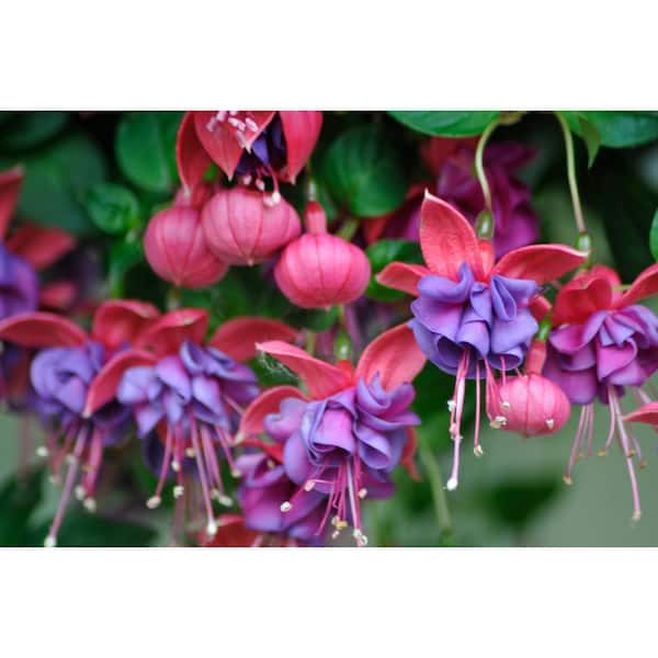 BELL NURSERY Windchimes Dark Eyes Fuchsia Plant in 11 in. HB (1-Pack ...