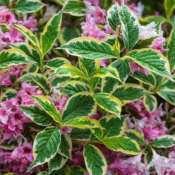 Spring Hill Nurseries 4 in. Pot Pink Splash Weigela, Flowering Shrub Pink Live Deciduouse Plant (1-Pack)