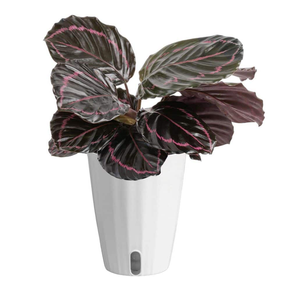 Calathea Dottie Indoor Plant in 6 in. Self-Watering Planter, Avg. Shipping Height 1-2 ft. Tall price history on PriceWatchPro