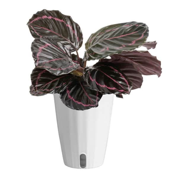 Calathea Dottie Indoor Plant in 6 in. Self-Watering Planter, Avg. Shipping Height 1-2 ft. Tall