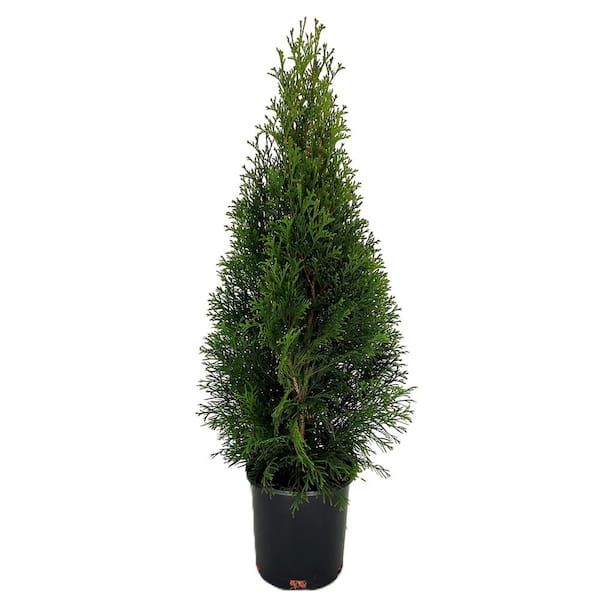 2.5 qt. Emerald Green Arborvitae (Thuja Occidentalis Smaragd Live Evergreen Shrub with Emerald Green Foliage