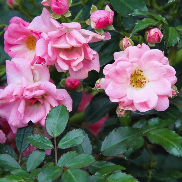 KNOCK OUT Bareroot Peachy Knock Out Rose Bush with Shell KNOCK OUT Bareroot Peachy Knock Out Rose Bush with Shell