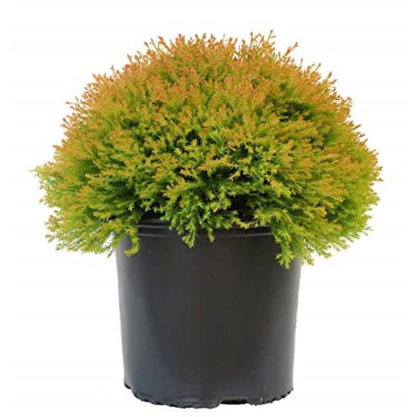 3 Gal. Fire Chief Globe Arborvitae, Live Plant with Green Gold Red Foliage, Zone 4-8 (1 Pack)