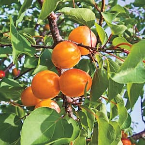 Honey Pearls Nectacot Prunus Live Fruiting Bareroot Deluxe Tree Kit (1-Pack)