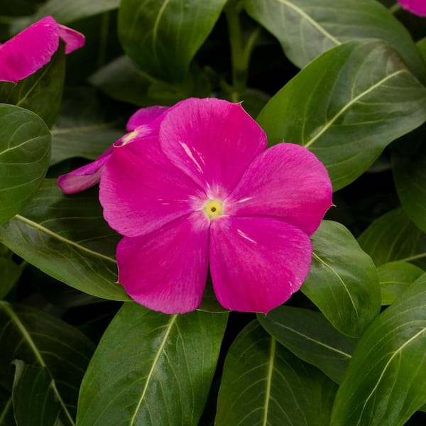 METROLINA GREENHOUSES Vinca Annual Plant (12-Pack) 8430 - The Home