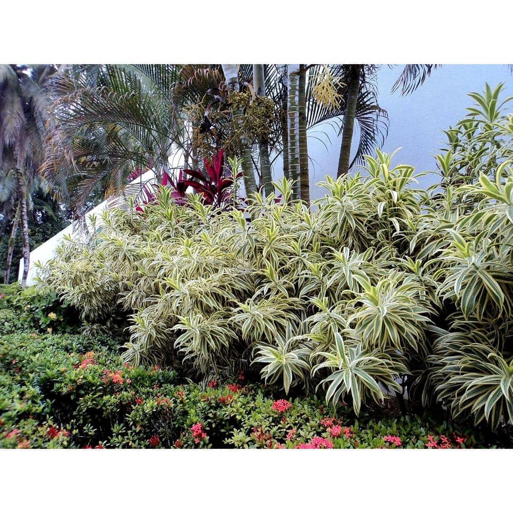Large Green and Yellow Dracaena Reflexa in Black Plastic Grower Pot