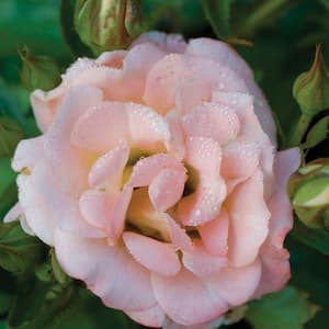 1 Gal. Peach Drift Live Rose Bush with Pink-Orange Flowers