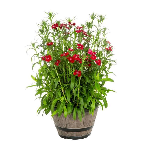 METROLINA GREENHOUSES 1 Gal. Dianthus Carnation Rockin' Red in Decorative Napa Barrel Planter Perennial Plant (1-Pack)