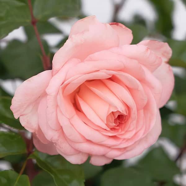 BLOOMABLES Bare Root Rose Scentables Sunbelt Savannah Hybrid Tea
