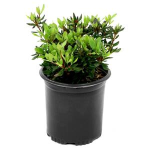 2.5 Qt. FlorAmore Azalea Pink Shrub with Pink Blooms