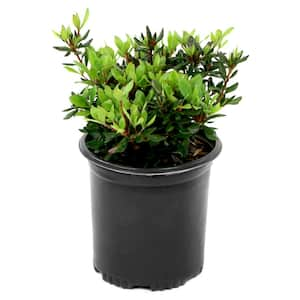 2.25 Gal. Elsie Lee Azalea Plant with Purple Blooms