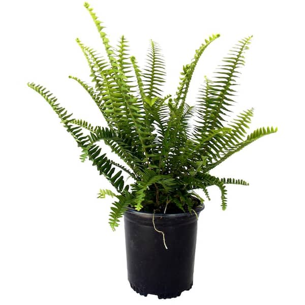 EVERDE GROWERS 2.5 qt. Australian Sword Kimberly Queen Fern - Foliage ...