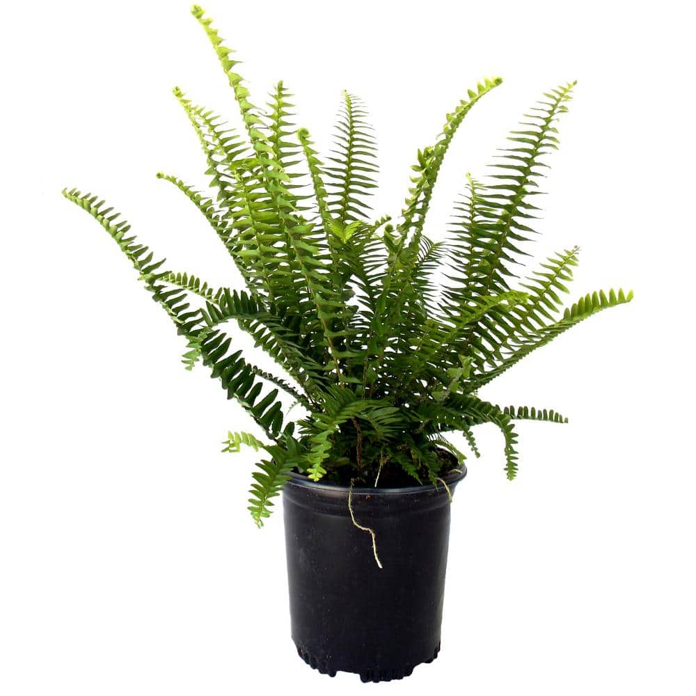 Reviews for EVERDE GROWERS 2.5 qt. Australian Sword Kimberly Queen Fern ...