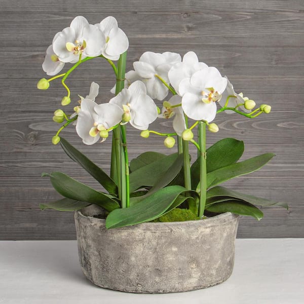 Artificial Phalaenopsis Orchid Plant in Clay Pot