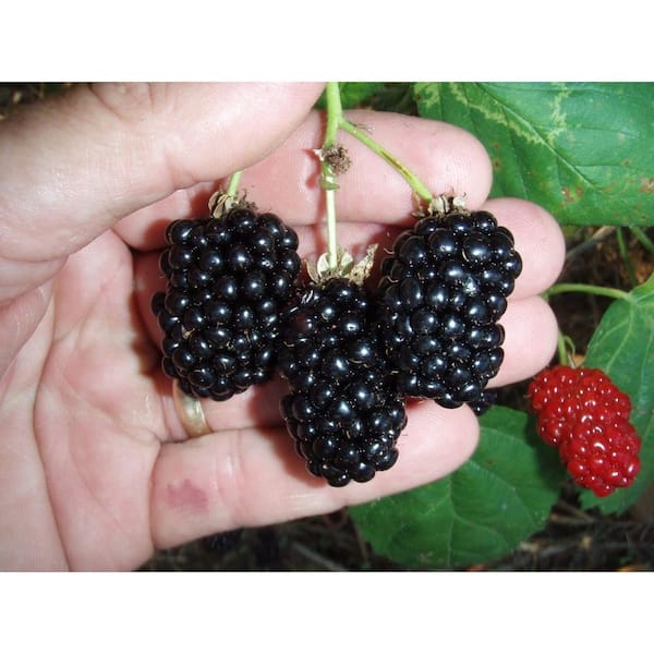 Sweet Berry Selections Natchez Thornless Blackberry Fruit Bearing Potted Plant