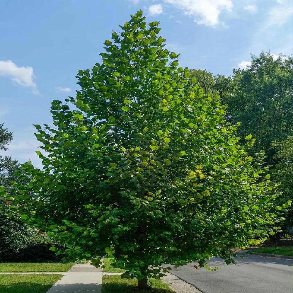 1 gal. American Sycamore Deciduous Shade Tree