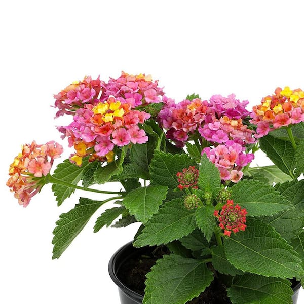 ALTMAN PLANTS 2.5 Qt. #1 Yellow and Pink Lantana Plant 40854 - The