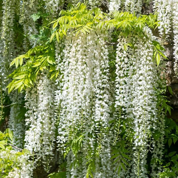national PLANT NETWORK 1 Gal. Wisteria White Flowering Shrub with