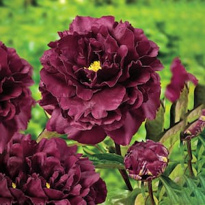 Red Flowers Black Beauty Peony (Paeonia) Live Bareroot Perennial Plants (3-Pack)