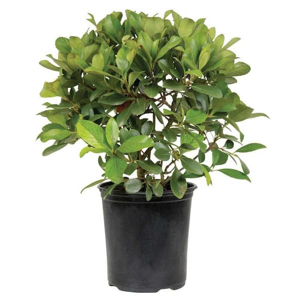 FLOWERWOOD 2.5 Qt. Snow White Indian Hawthorn, Live Evergreen Shrub, White Blooms