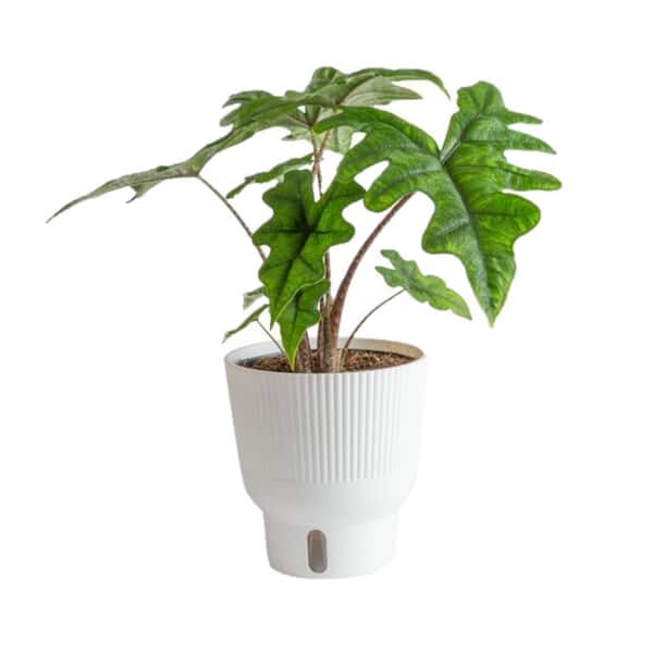 Costa Farms Trending Tropical Alocasia Jacklyn Indoor Plant in 6 in. Self-Watering Pot