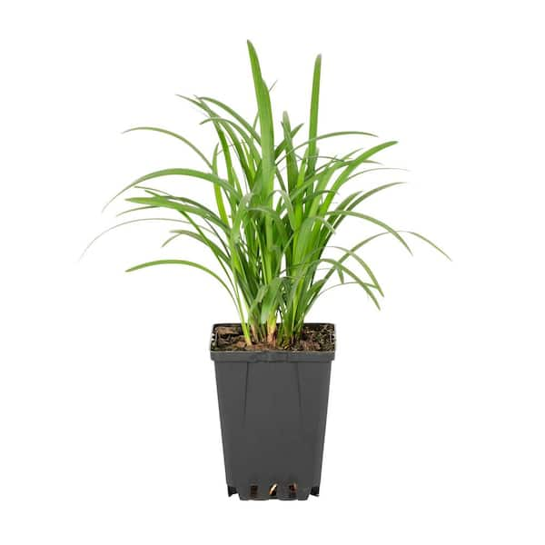 Metrolina Greenhouses Green Liriope Ground Cover Plant 1 Plant 42666 The Home Depot