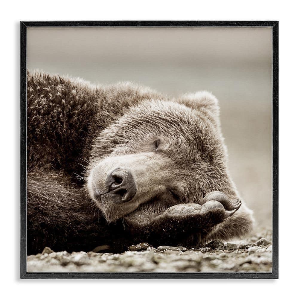 Cozy Sleeping Bear by Danita Delimont Black Framed Giclee Art Print Animal 24 in. x 24 in. price history on PriceWatchPro