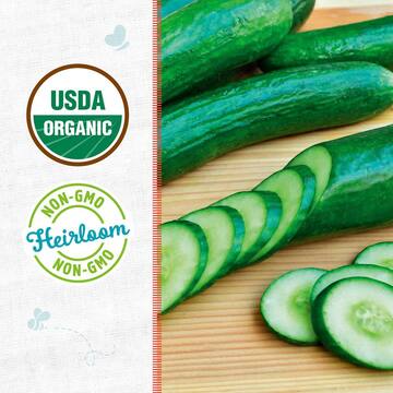 Back to the Roots Organic Cucumber 'Muncher' Gardening Seeds 46101