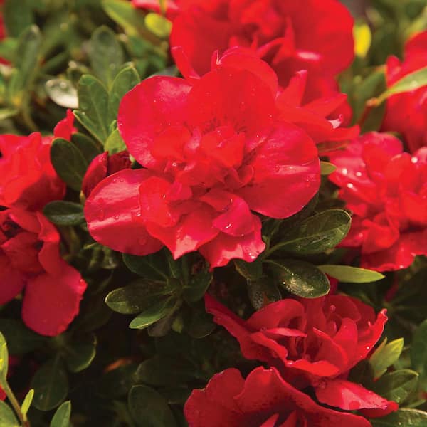 ENCORE AZALEA - 1 Gal. Autumn Bonfire Reblooming Azalea Shrub with Red Flowers