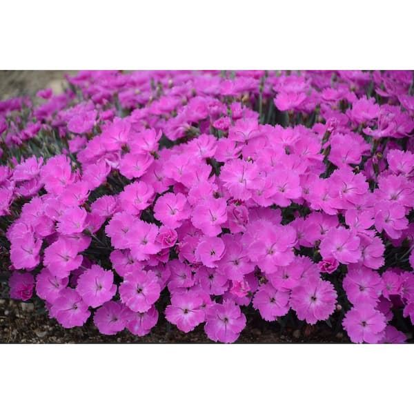 PROVEN WINNERS Pinks (Dianthus) Paint The Town Fuchsia Plant